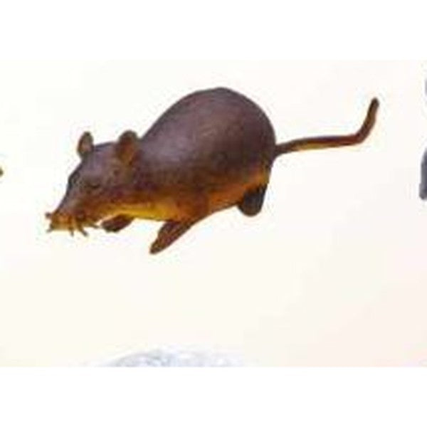 Animal Elástico - Rato