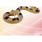 Serpente Elástica Naja ou Cascavel - Cascavel